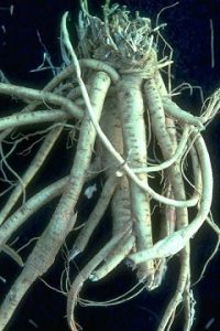 Bitkiler ve Sakinleştirici Etkileri 4