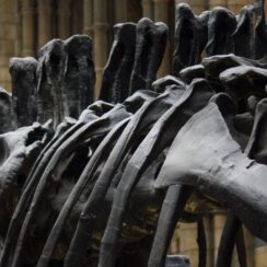 Kemik Erimesi Nedir?