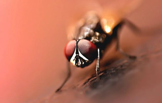 Sıtma Nedir ve Nasıl Tespit Edilir ve Tedavi Edilir?